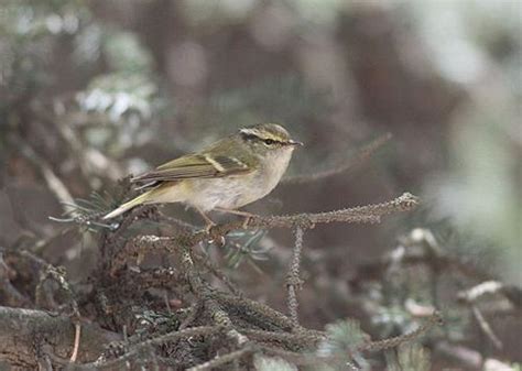 Gansu Leaf Warbler Alchetron The Free Social Encyclopedia