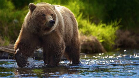 Download Brown Bear Animal Bear Hd Wallpaper