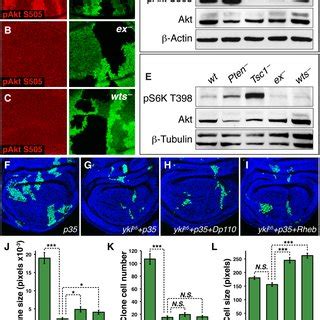 Integrating Yki Dependent Wing Growth With InR TOR Pathway