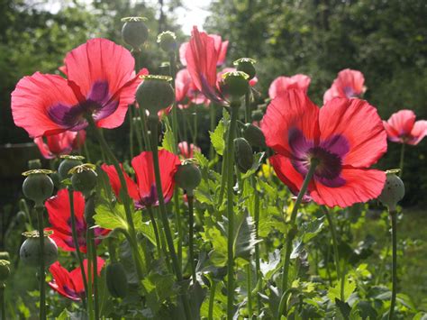 Joan’s pink poppies, Peckerwood Garden, Yucca Do cold-hardy agaves ...