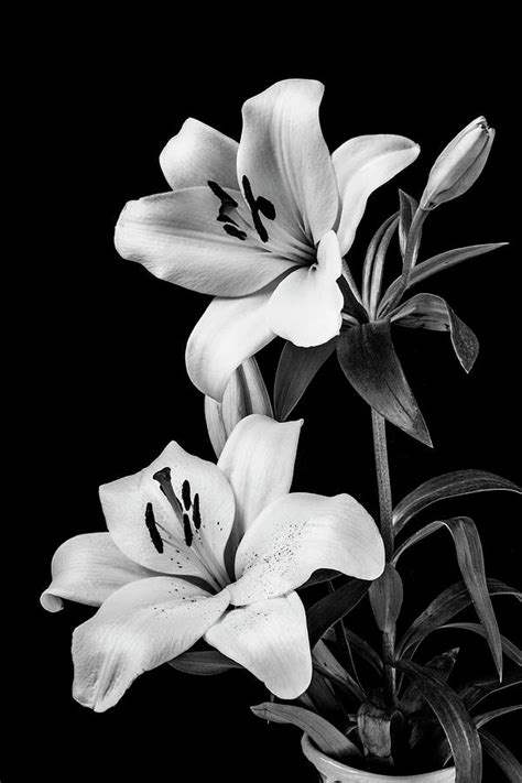 Tiger Lily Drawings Black And White