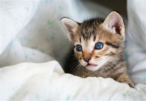 Rescue Kittens Hazel And Diana Four Paws In Us Global Animal