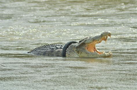 Crocodilo Pneu No Pesco O H Mais De Cinco Anos Finalmente Livre Da