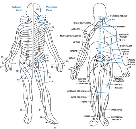 Dermatomes And Peripheral Nerves