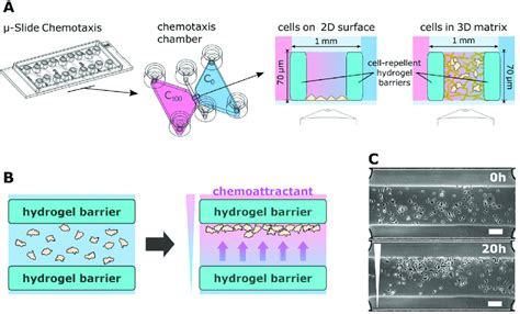 μ Slide Chemotaxis With A Migration Arena A μ Slide Chemotaxis Was Download Scientific