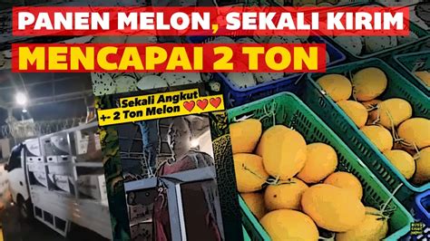 Panen Raya Melon Di Polybag Melon Jepang Melon Angela Melon