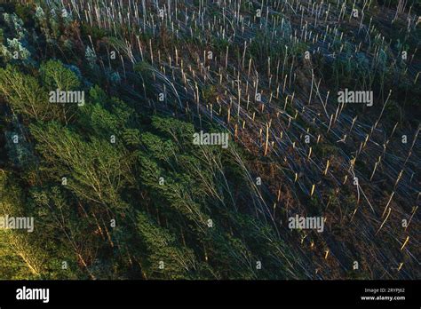 Aerial Shot Of Devastated Forest Landscape After Supercell Storm In Summer Drone Pov Shot Of