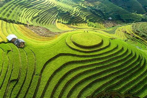 ‘Fly’ over golden rice fields at Mu Cang Chai’s paragliding festival ...