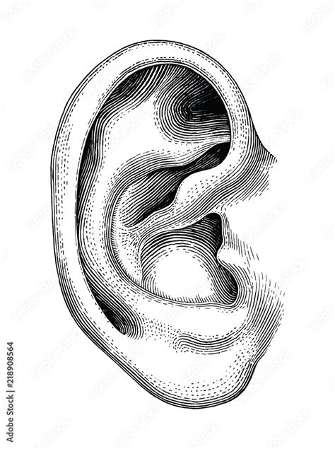human ear hand draw vintage clip art isolated  white background stock