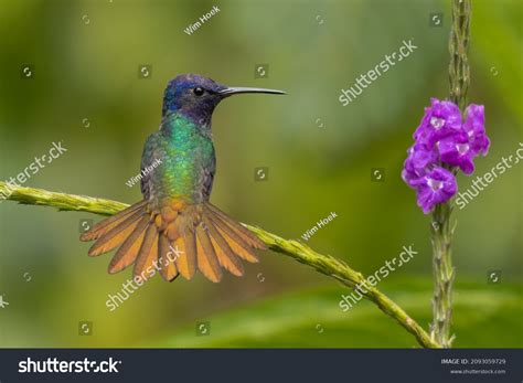 bird showing tail feather royalty  images stock