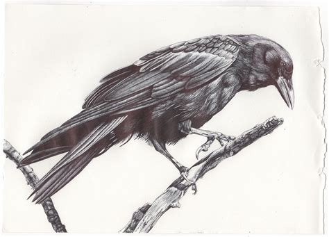 Blackbird Biro Drawing Biro Art Biro