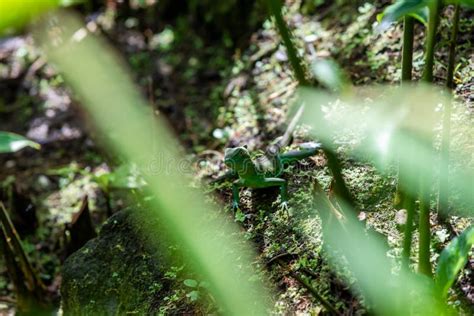 Emerald Basilisk Lizard In Costa Rica Stock Image Image Of Central