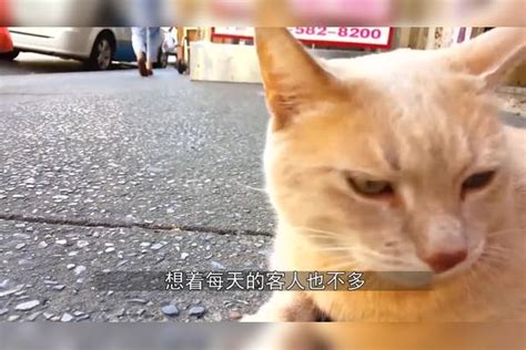 书店老板收留一只流浪猫，没想到的是，“流浪猫”变身“招财猫”！