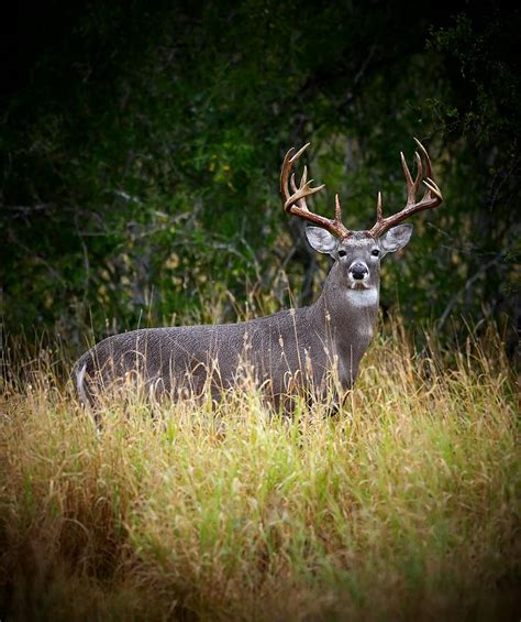 13 point Buck Photograph by Butch Ramirez - Fine Art America