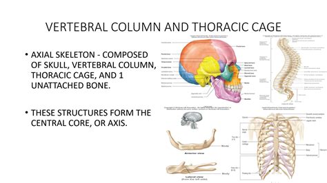 SOLUTION Hyegpvku1 Lab Exercise 13 Vertebral Column And Thoracic Cage