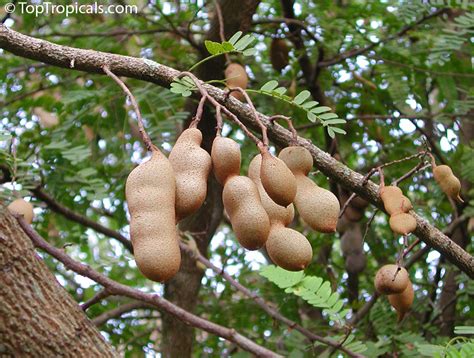 The Wonderful World Of Tamarind From Planting To Plating