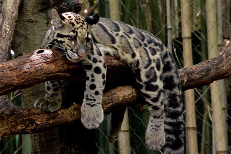 Clouded Leopard Pictures - AZ Animals