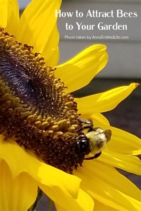 How To Attract Bees To Your Garden Fasci Garden