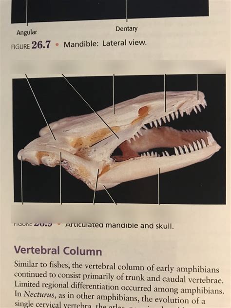 Necturus Mandible And Skull Diagram Quizlet