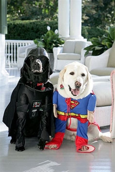 Big Dog Costumes On Parade | HubPages