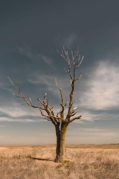 Rvore Nua Na Paisagem Contra O C U Foto Premium