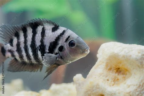 Foto De Convict Cichlid Fish Swimming In Aquarium Big Beautiful