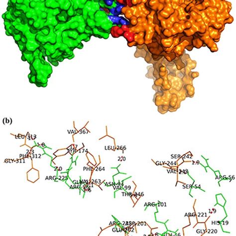 Protein Protein Docking Analysis Shows The Specific Amino Acids