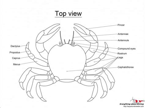 Crab External Anatomy - Shrimp and Snail Breeder