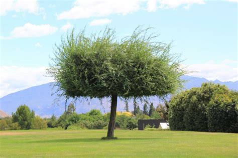 Pyrus Pendula Weeping Silver Pear Easy Big Trees Nz