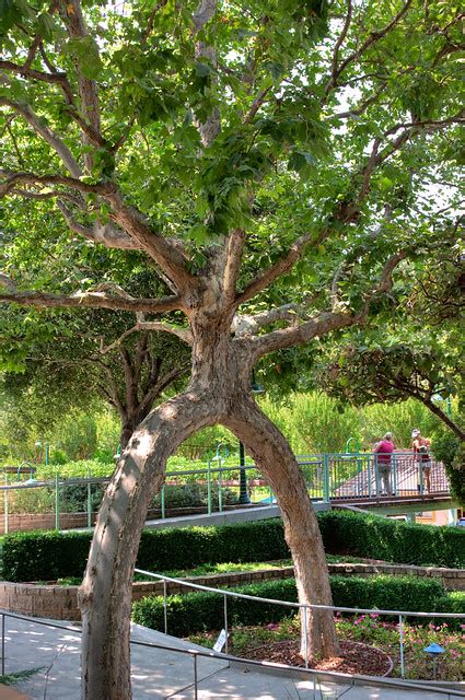 Circus Tree At Gilroy Gardens Flickr Photo Sharing