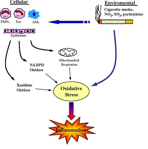 Figure From Oxidative Stress In Asthma And Copd Antioxidants As A