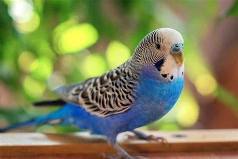 Budgie Care Guide: How to Take Care of Your Budgie? (+13 Tips)