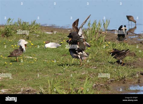 Group Of Fiery European Ruffs Philomachus Pugnax In Breeding Plumage