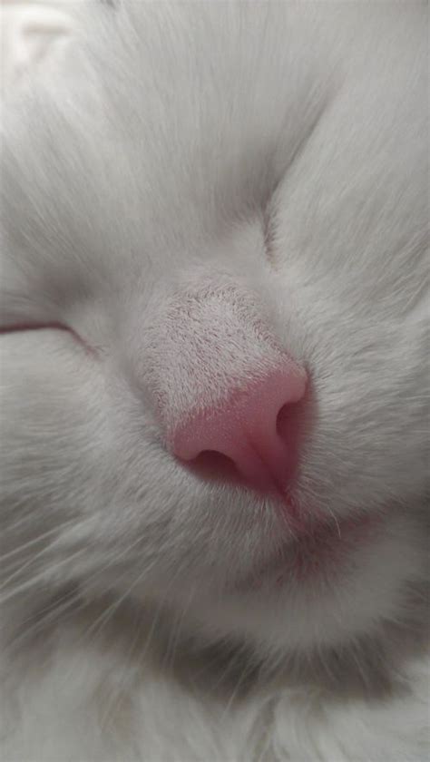 Photos De Chats En Train De Dormir Qui Donnent Le Sourire Pour La