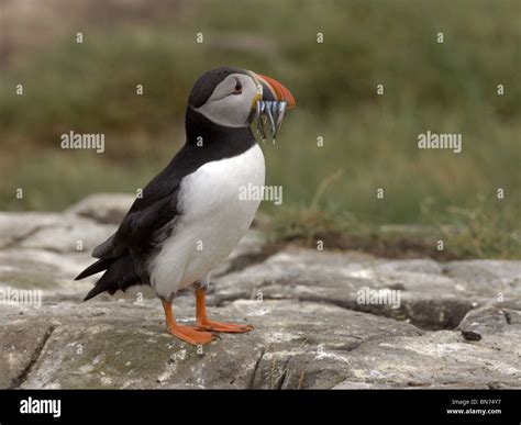 Puffin with sand eels Stock Photo - Alamy