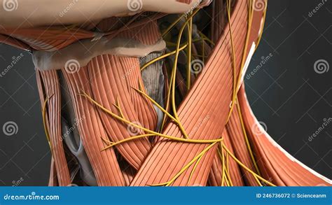 Human Neck Muscles And Nerves Stock Illustration Illustration Of