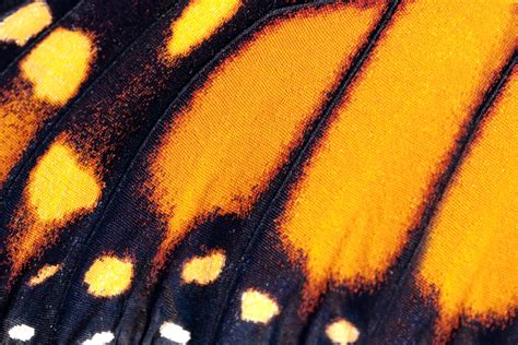 Butterfly Wings Close Up