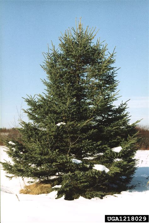 White Spruce Picea Glauca Moench Voss