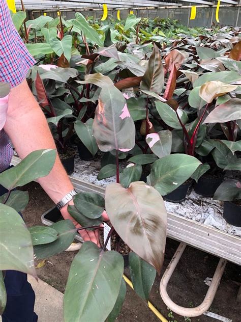 Philodendron Pink Princess Plant Wholesale Floraccess