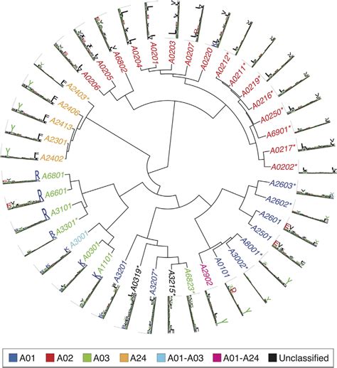 Hierarchical Clustering Of Hla A Alleles Based On Their Binding Download Scientific Diagram