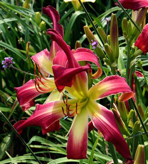 Spider Daylily Hemerocallis Small World Stars And Stripes Miller