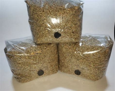 Three X 3 Lb Sterilized Rye Berry Grain Mushroom Spawn Bags With