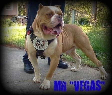 American Bandogge Mastiff Dog Breed Information and Pictures