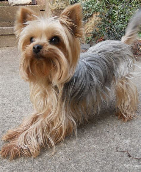 Silky terrier vs yorkshire terrier what’s the difference – Artofit