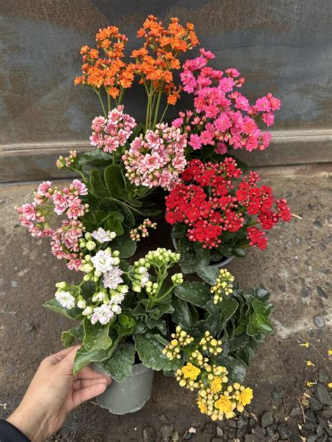 Kalanchoe Blossfeldiana Vivero Sol Y Luna