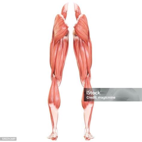 anatomi otot sistem otot tubuh manusia foto stok  gambar