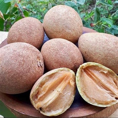 Naseberry Fruit The Jamaican Sapodilla