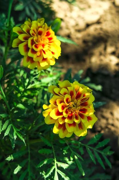 Las Cal Ndulas Florecen En Una Cama En Un Jard N De Flores Concepto De