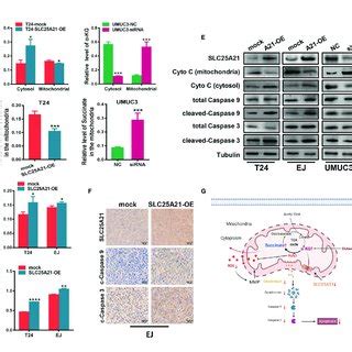 SLC25A21 Overexpression Induces Cell Apoptosis By The A KG Mediated