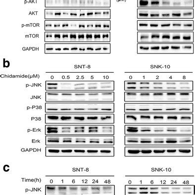 Chidamide Activated The Cell Cycle Checkpoint Pathway In NKTCL Cell